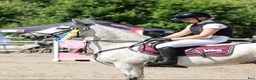 Hoppning hästar till salu: Hoppglad C ponny - Annons 2