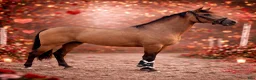 Working Equitation hästar till salu: Kvalitets valack  i Karlskoga - Annons 4