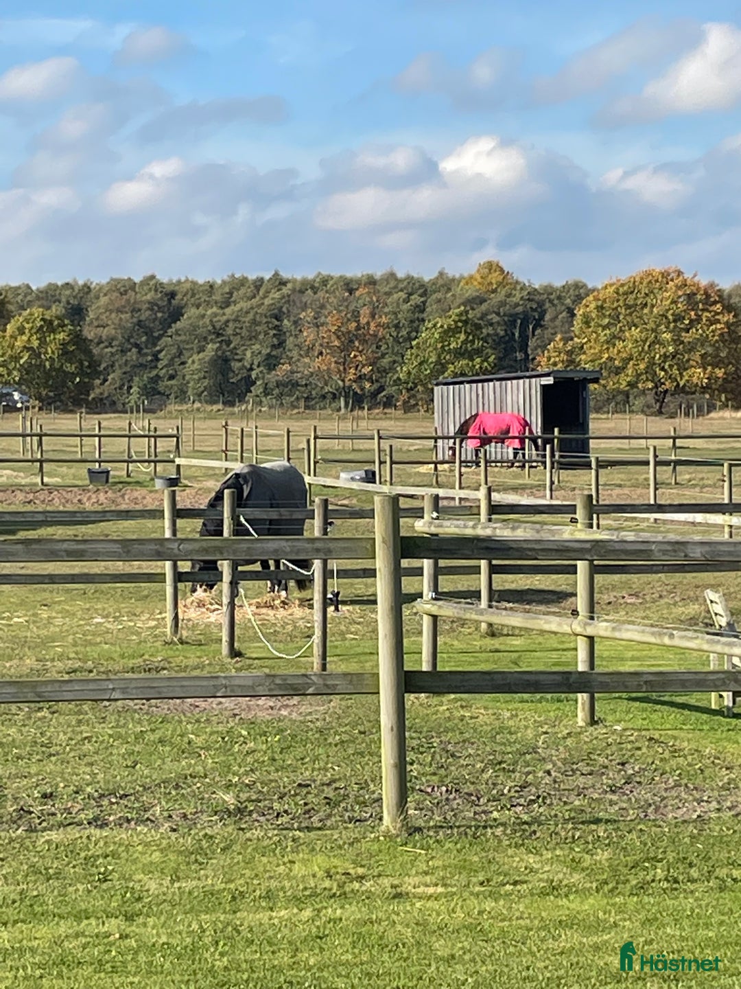  stallplats finnes: Ledig stallplats Linneagården  - Annons 3