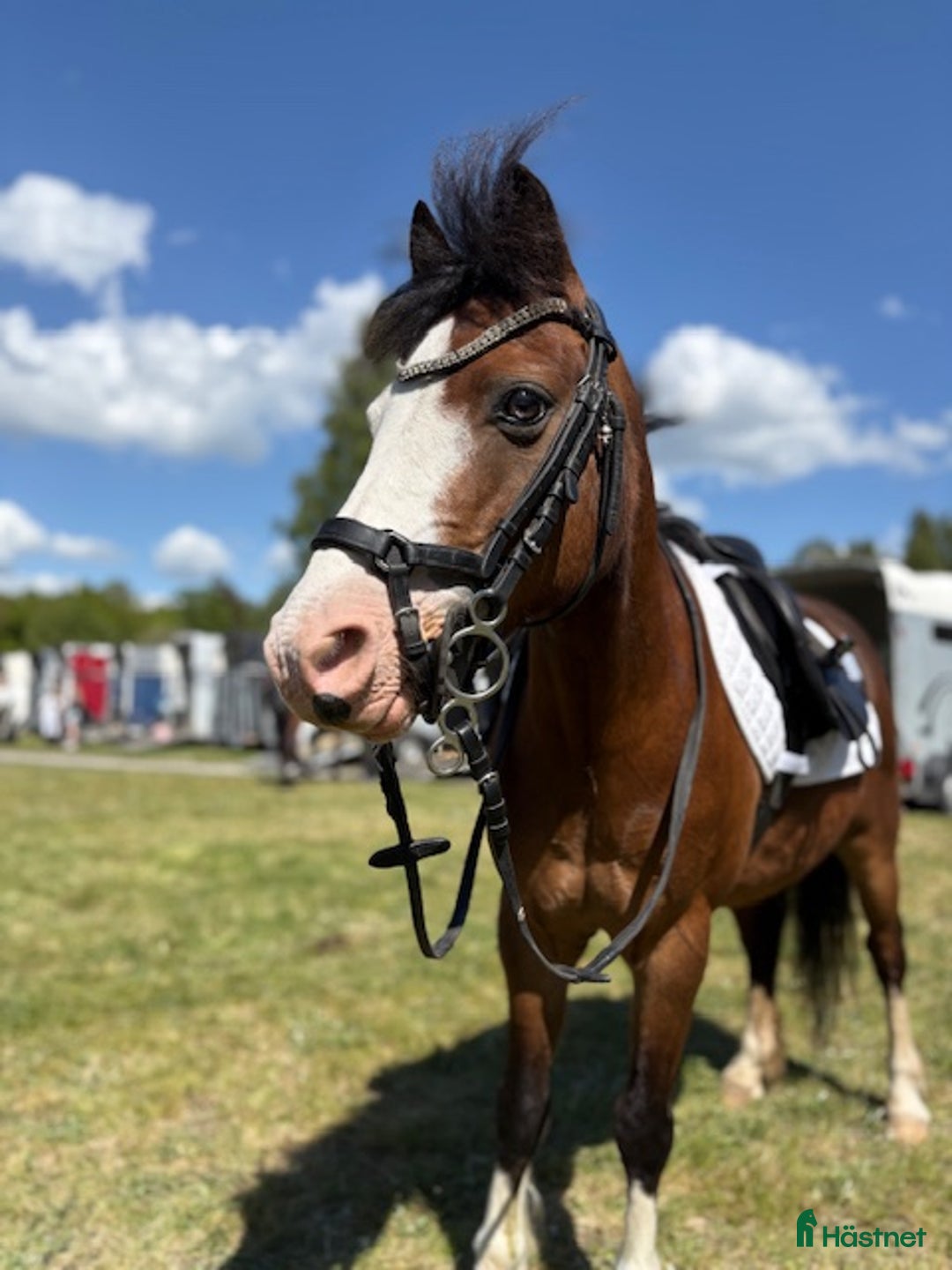 Hoppning hästar till salu: hopponny i Vallentuna - Annons 1