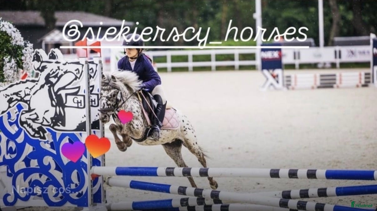  hästar Jumping pony with special color - Annons 16