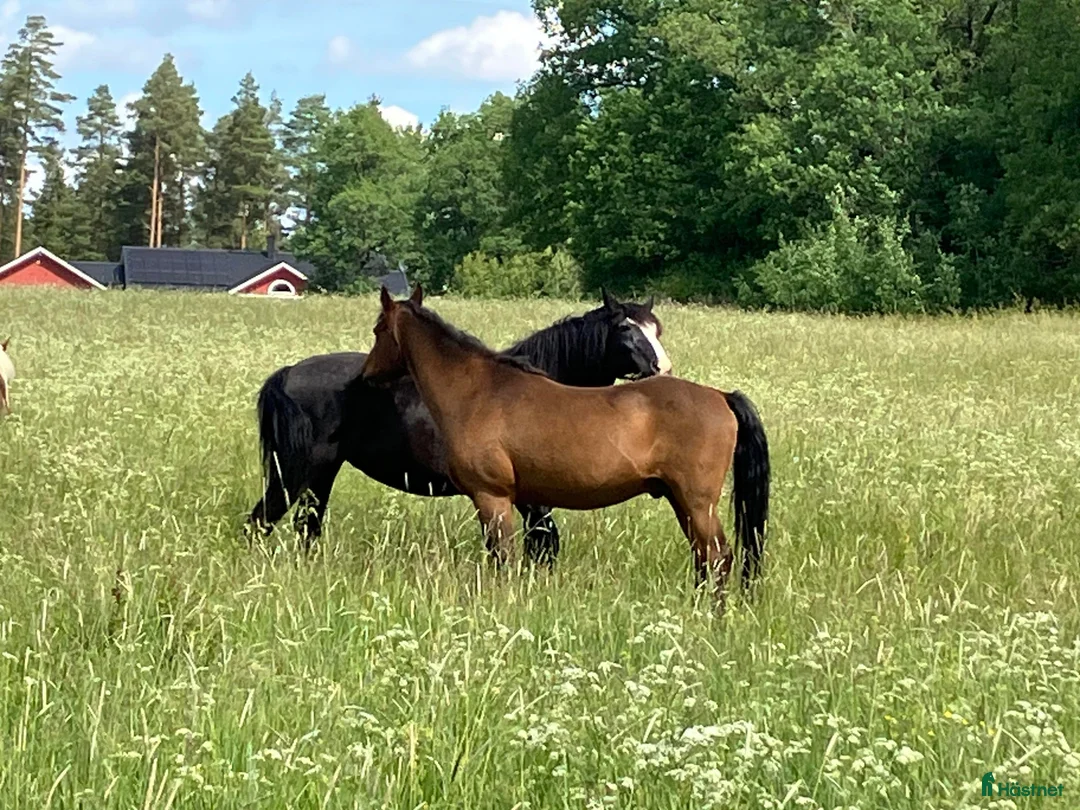  stallplats finnes: Sommarbete i Kungsängen - Annons 1