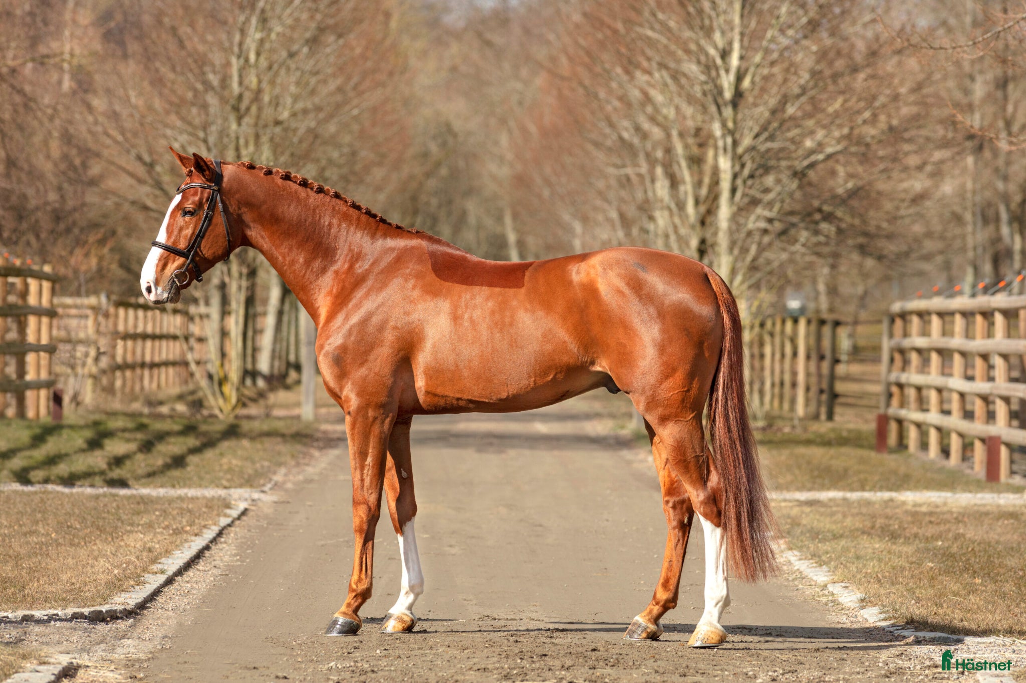  hästar Välstammad hopphingst med fint temperament - Annons 2