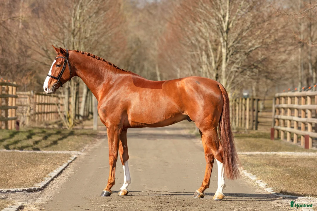 Hoppning hästar till salu: Välstammad hopphingst med fint temperament - Annons 2