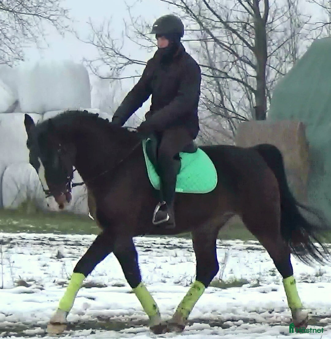 Allround hästar till salu: Dressage/driving Star with 4 white socks i Örsundsbro - Annons 1