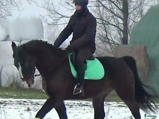 hästar Dressage/driving Star with 4 white socks i Örsundsbro - Annons 1