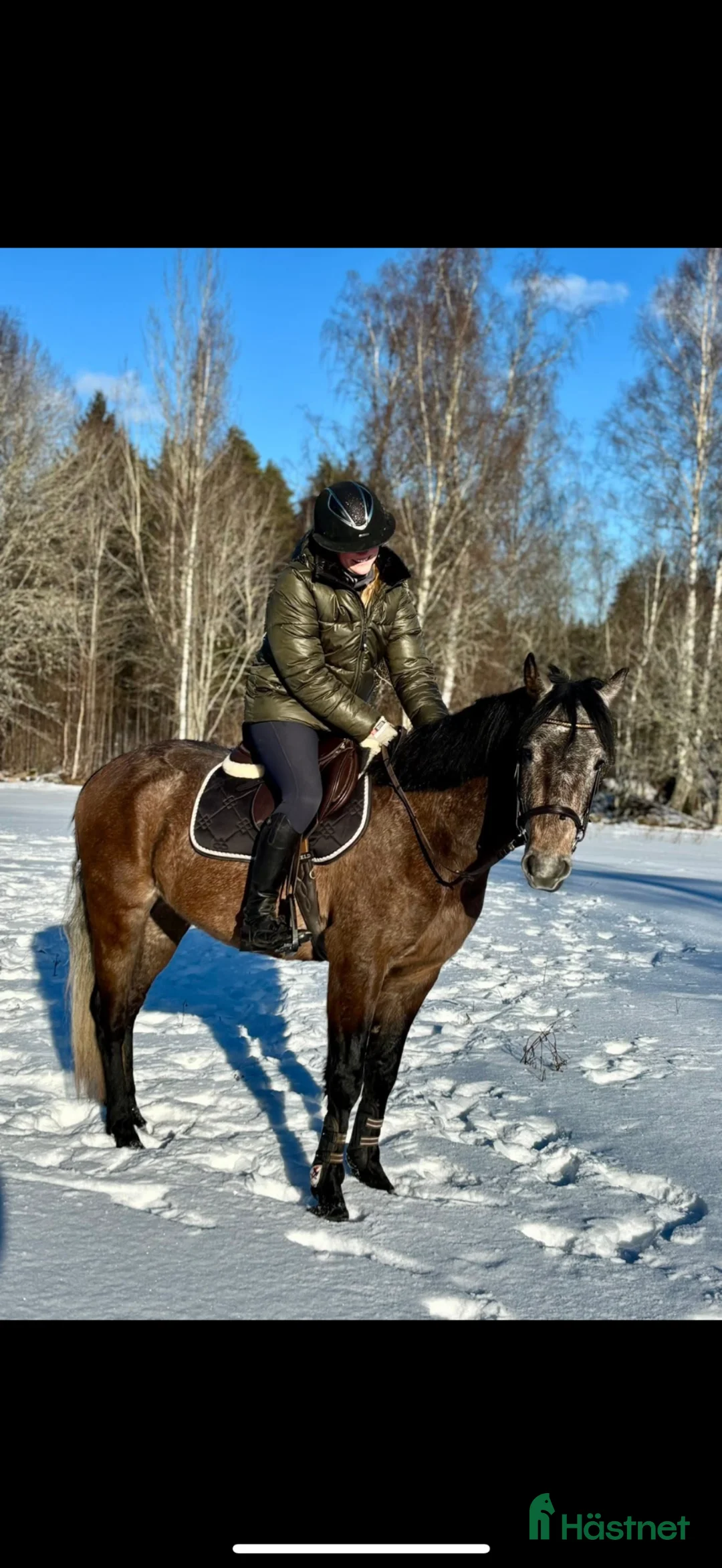 Allround hästar till salu: ❣️Sötaste charmören❣️ - Annons 2