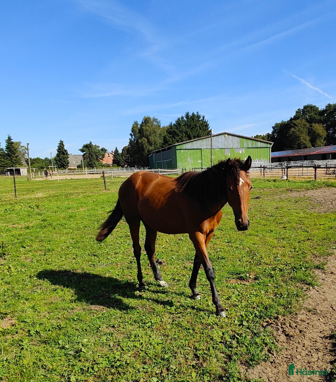 Trav hästar till salu: Sto efter Flocki D’aurcy, Iron Grace Fiona i Malmö - Annons 4