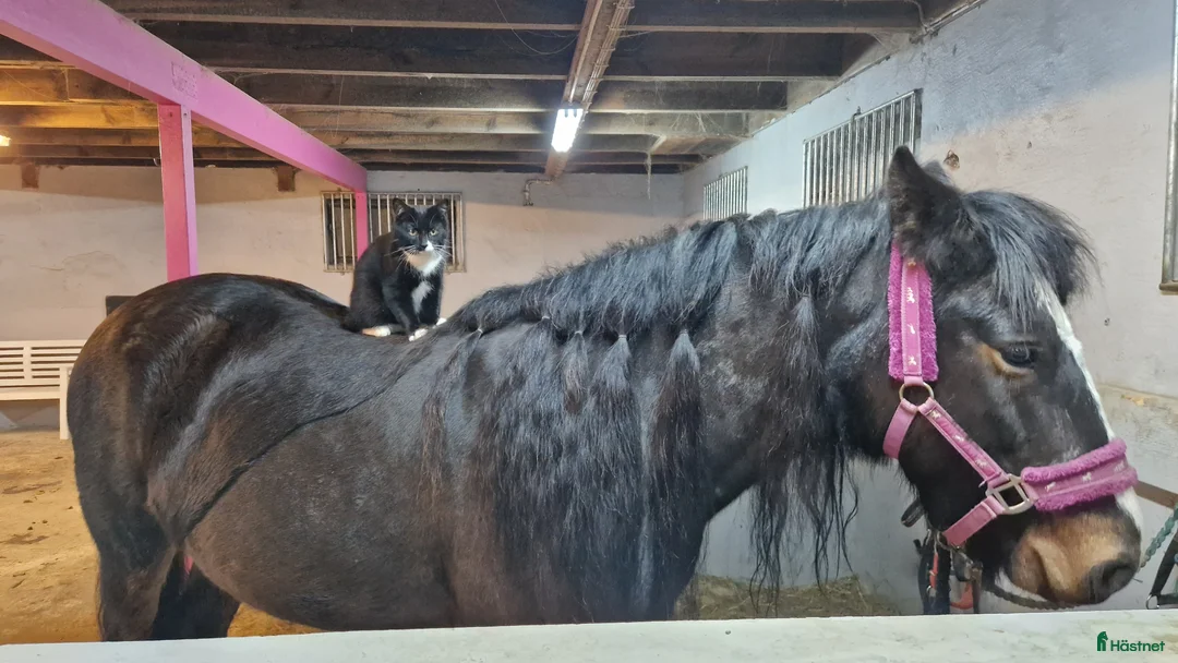 Allround hästar till salu: Underbar kallblodstjej - Annons 2