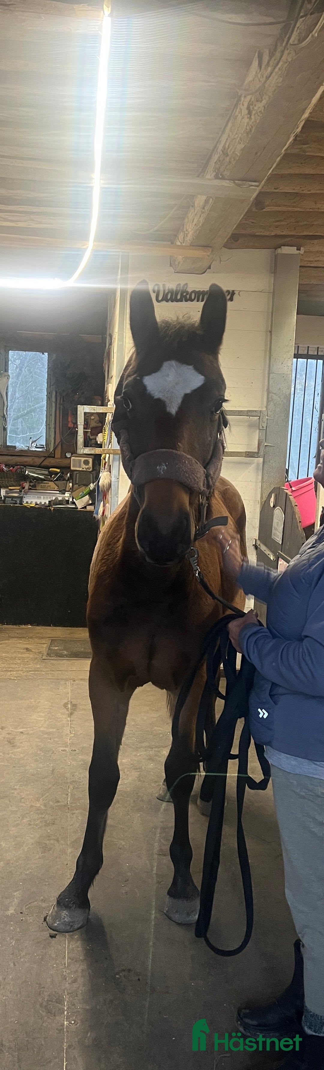 Hoppning hästar till salu: Super fin och trevlig hingst i Gävle - Annons 3