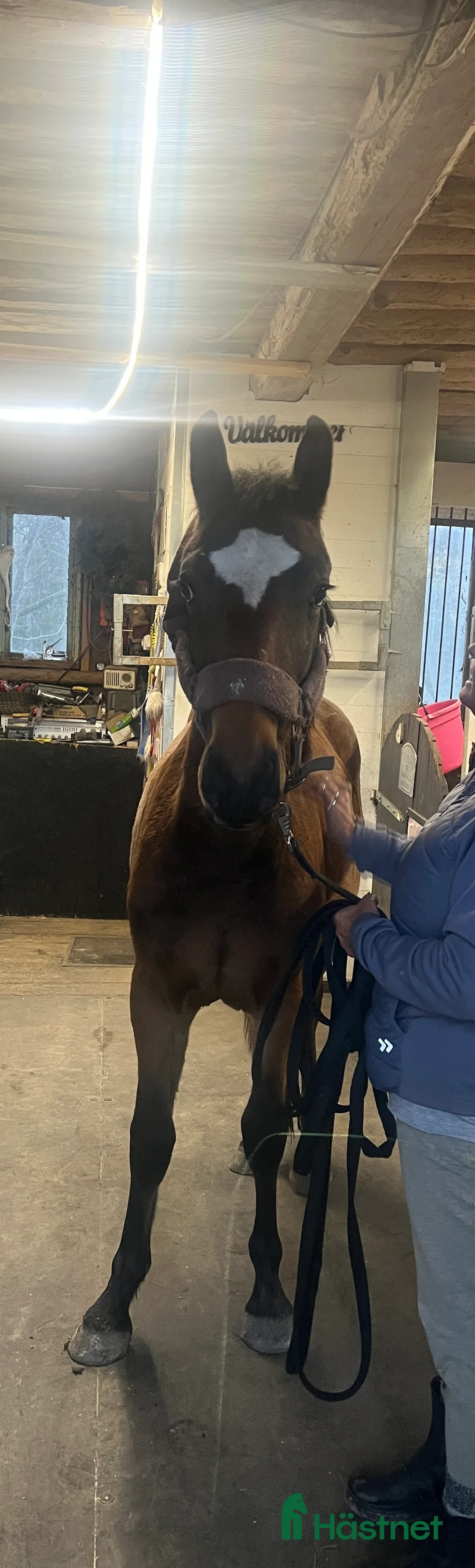 Hoppning hästar till salu: Super fin och trevlig hingst - Annons 3