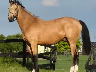 hästar Lovade 2-åring e.Zafferano - Annons 3