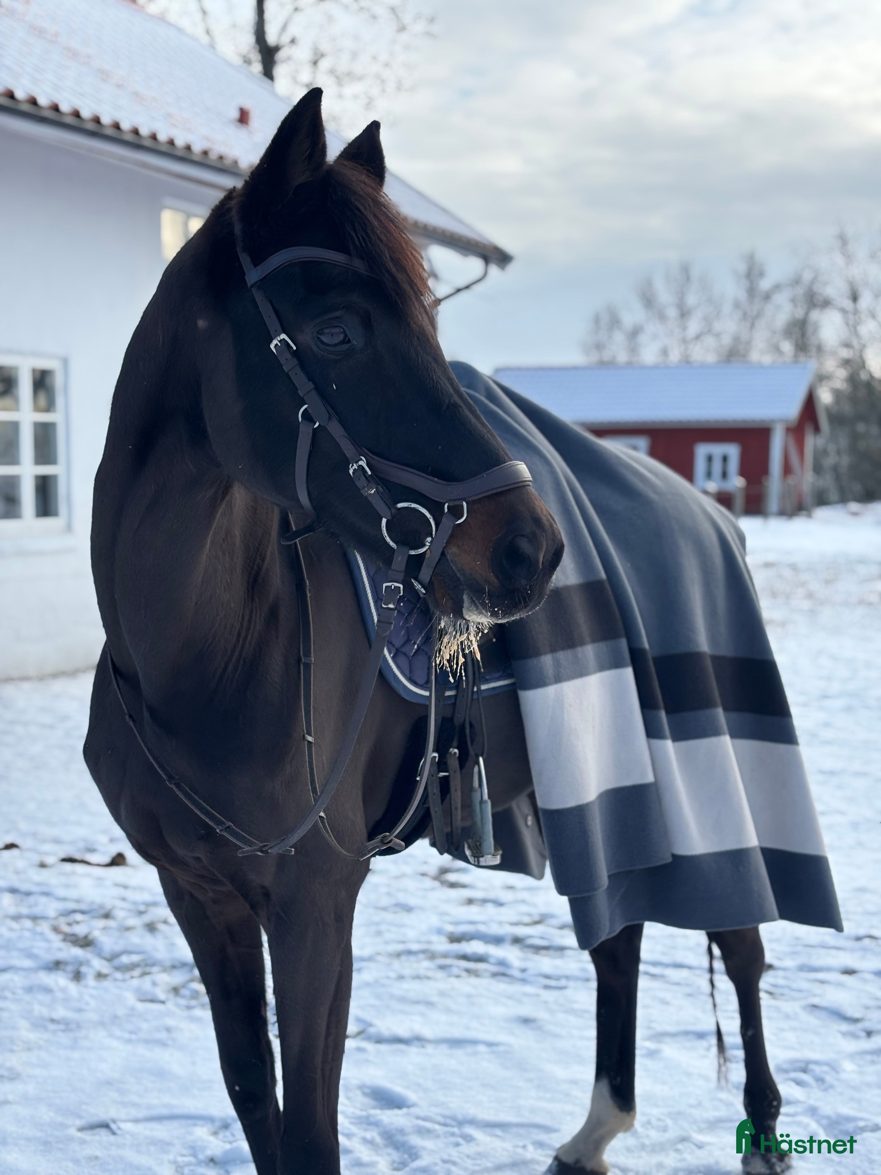  hästar Intressekoll i Götene - Annons 1