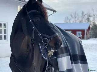 hästar Intressekoll i Götene - Annons 1