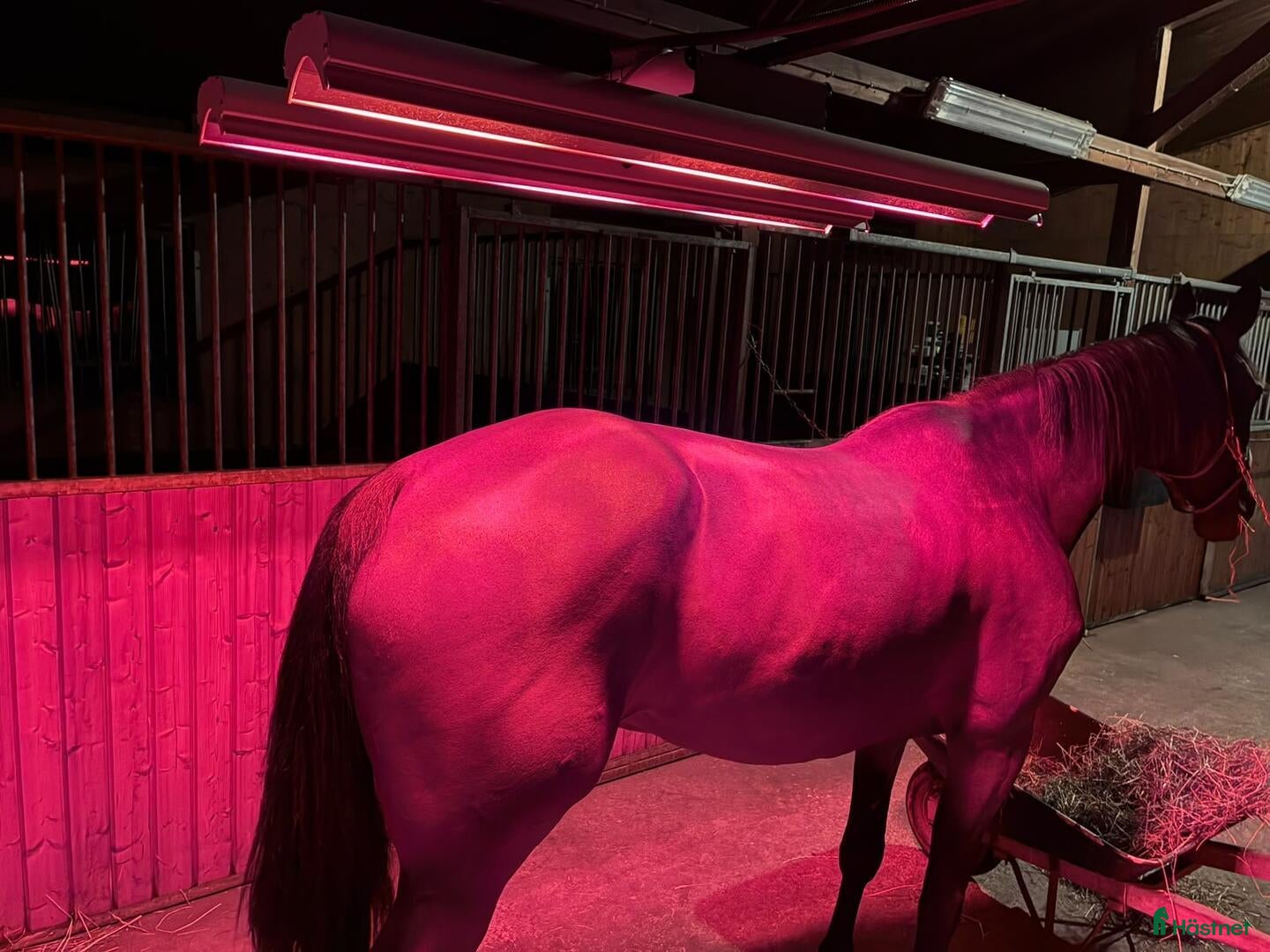 Övrig Hästutrustning hästutrustning IRELT A6 HÄST hästsolarium - Annons 1