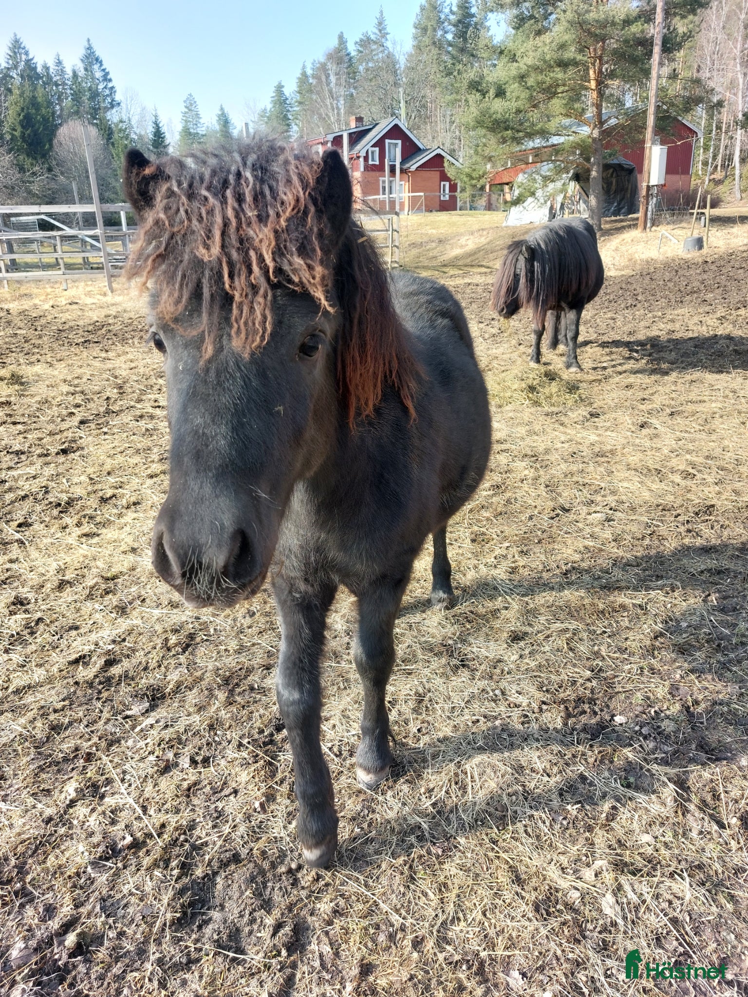  hästar Super fin framtida ponnytravstjärna - Annons 2
