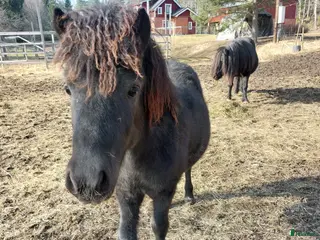 hästar Super fin framtida ponnytravstjärna - Annons 2