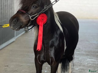 hästar Sökes i Gamleby - Annons 21