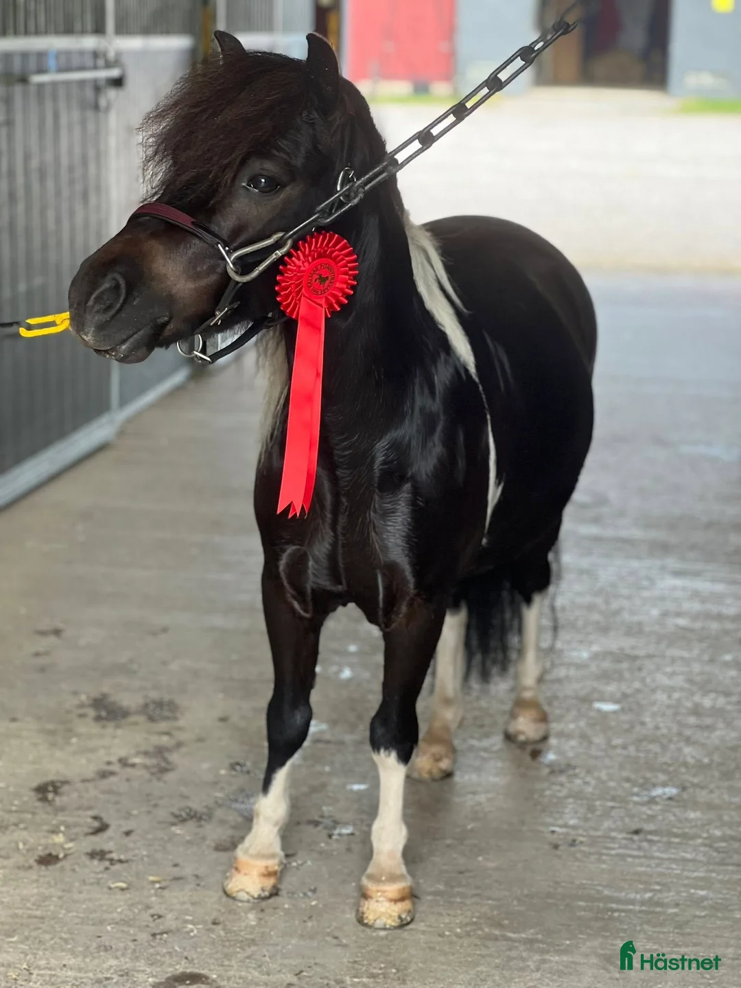 Allround hästar sökes: Sökes i Gamleby - Annons 1