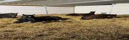  stallplats finnes: Lösdriftsplats finnes - Annons 5