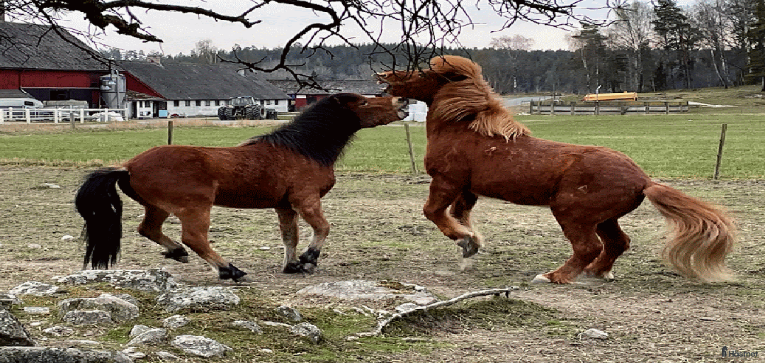 Galleribild {{count}}