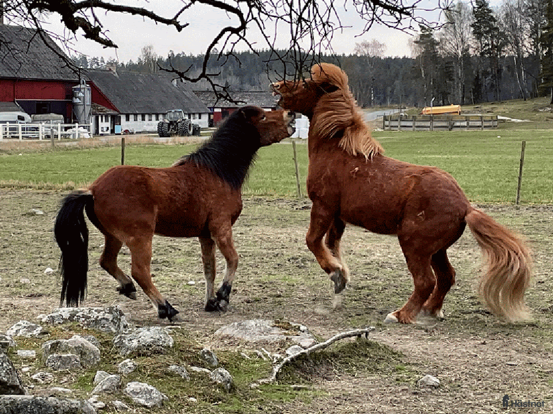 Galleribild {{count}}