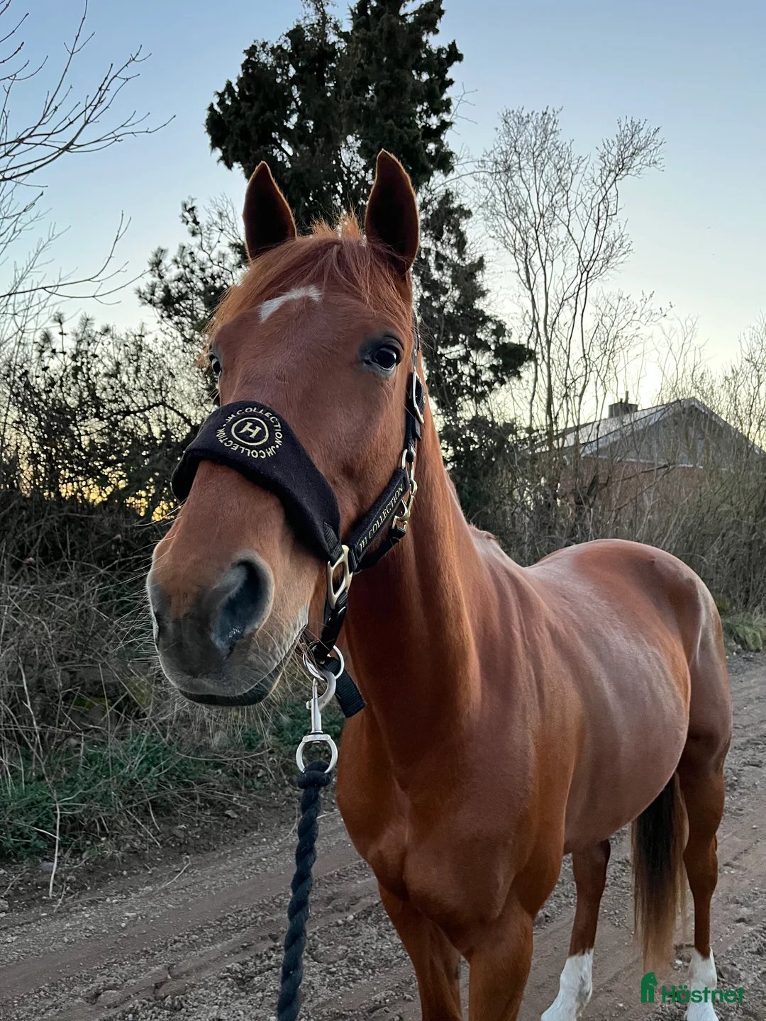 Allround hästar till salu: Social och glad kille i Kalmar - Annons 3