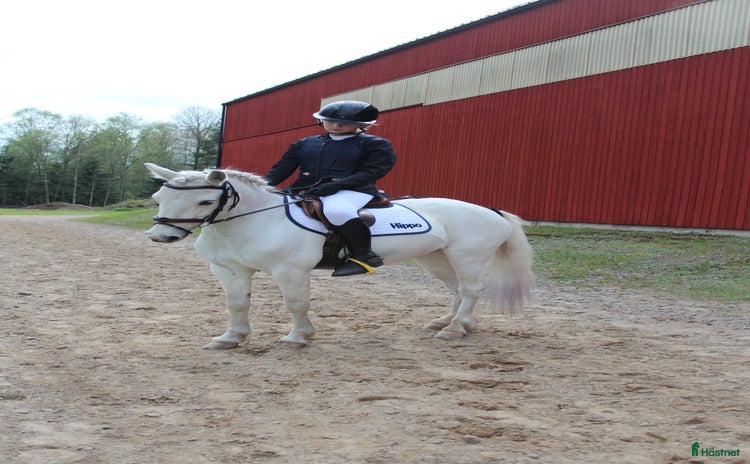  hästar i Arvika - Annons 16