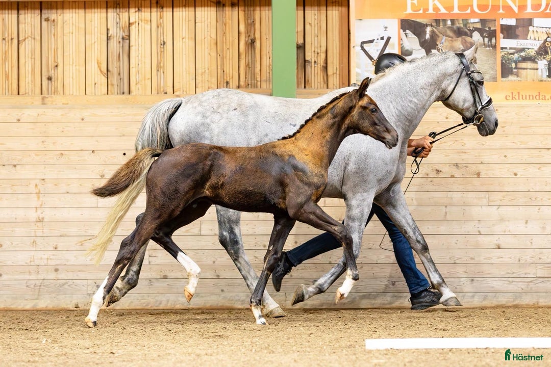 Dressyr hästar till salu: ✨Fantastisk fint hingstföl - leveransklar ✨ i Julita - Annons 2