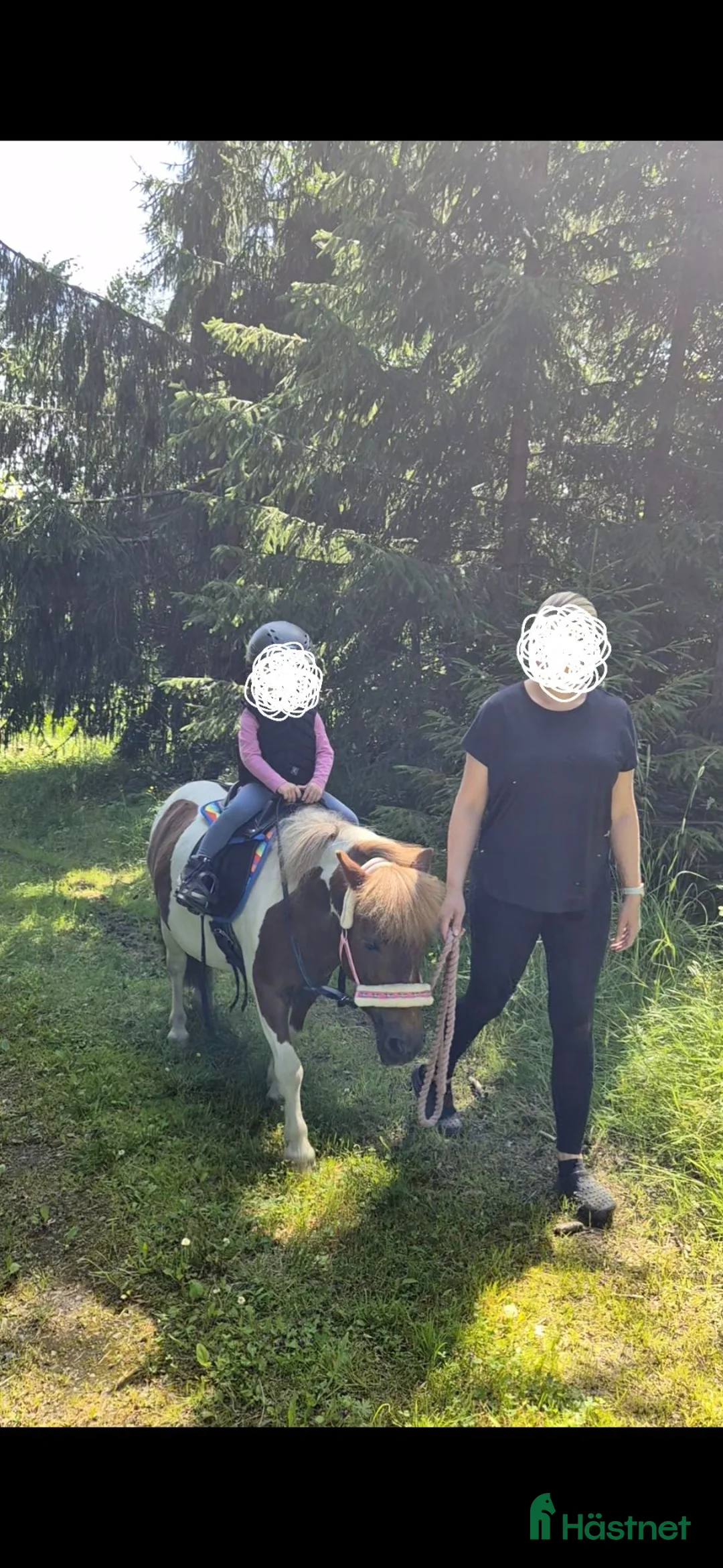 Allround hästar till salu: Ponnysto söker nytt hem - Annons 5