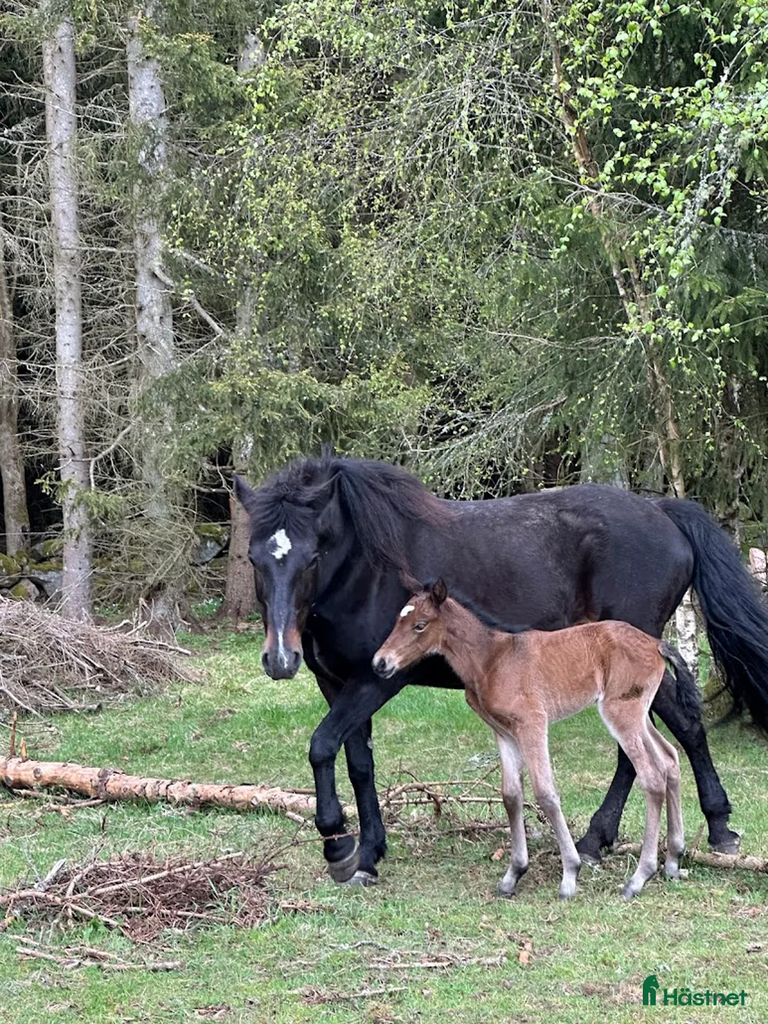 Övrigt hästar till salu: Stoföl, korsning PRE och kallblodstravare i Blidsberg - Annons 5