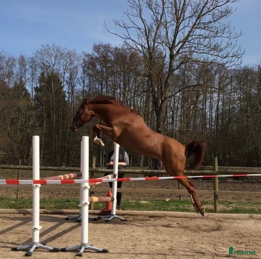 Allround hästar till salu: Fux sto med potential söker sin ryttare.  i Höör - Annons 3