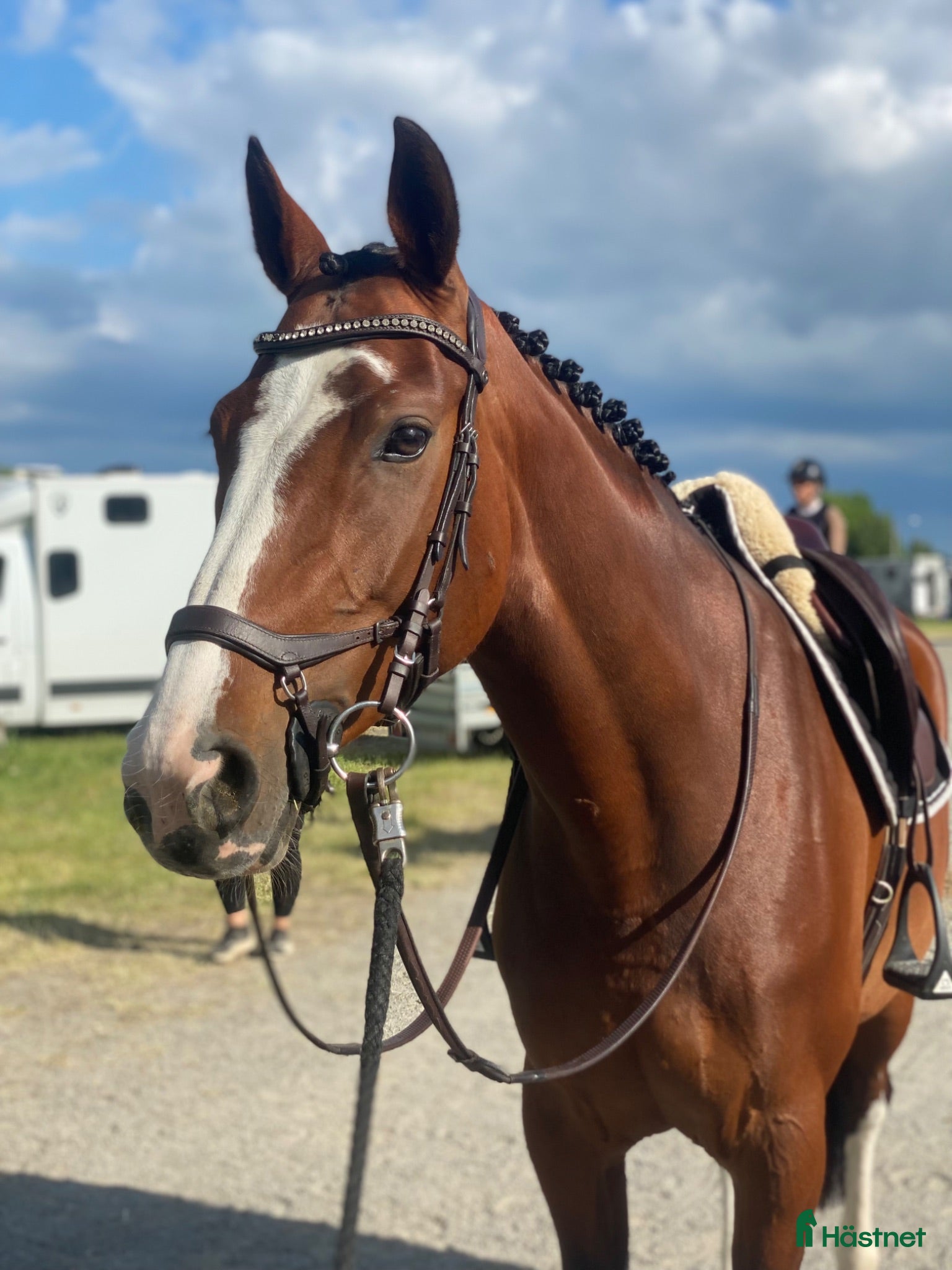  hästar Lovande unghäst - Annons 9