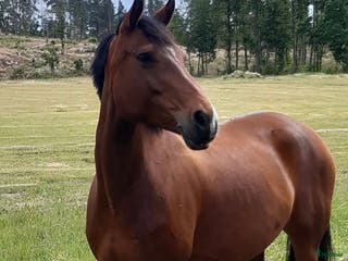 hästar Vienna i Norrköping - Annons 17