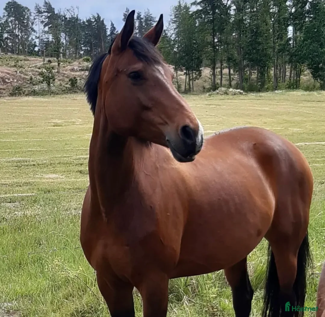 Allround hästar till salu: Vienna i Norrköping - Annons 1