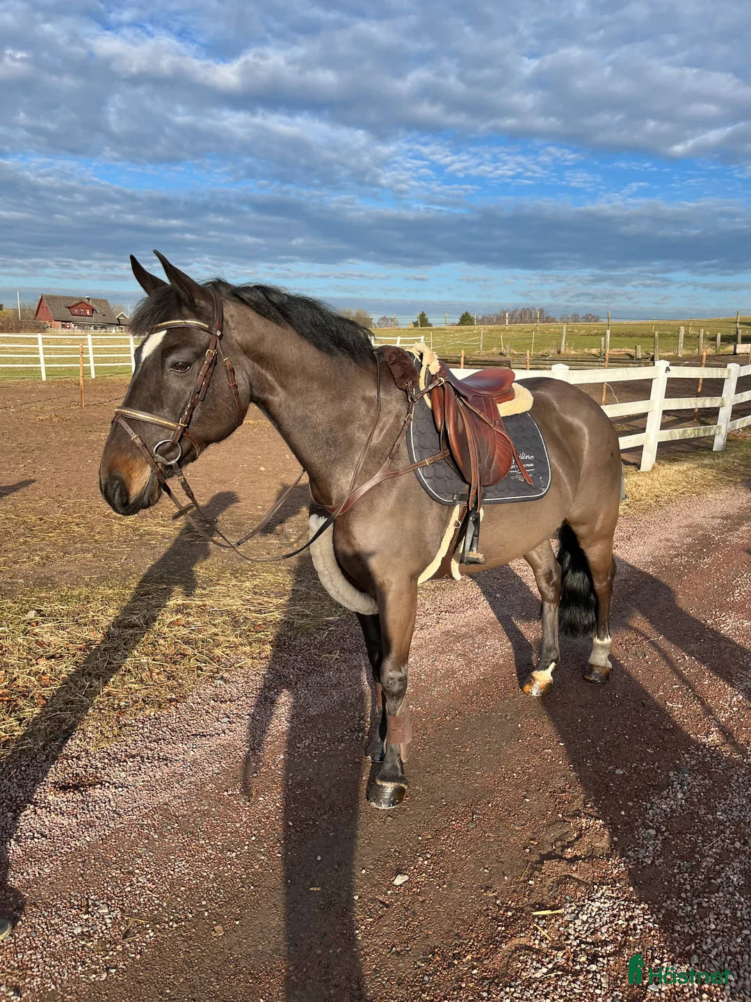Allround hästar till salu: FIN VALLACK PERFEKT FÖRSTA PONNY  - Annons 1