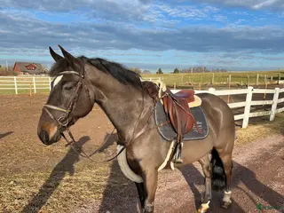hästar FIN VALLACK PERFEKT FÖRSTA PONNY - Annons 1