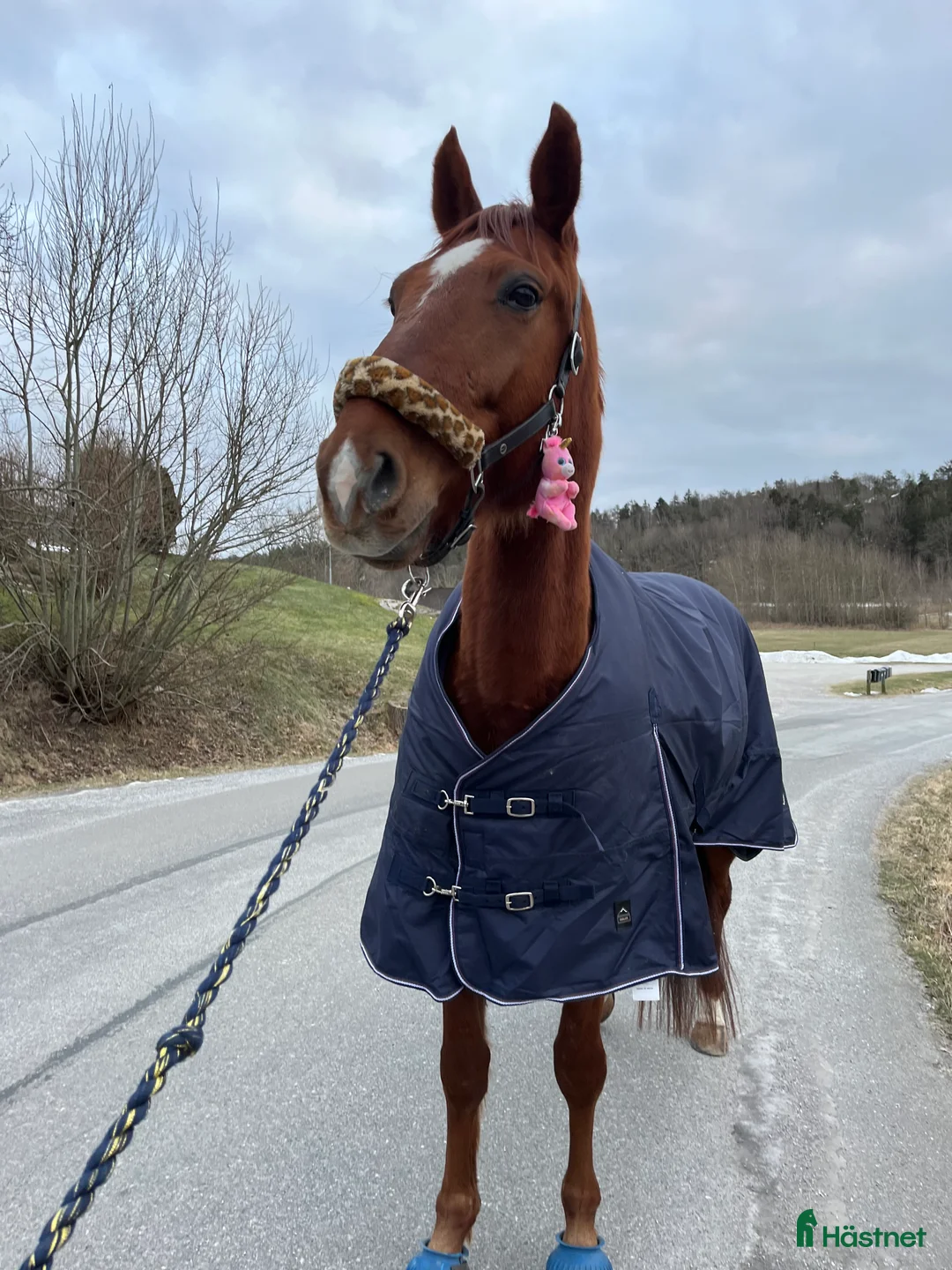 Allround hästar till salu: Fin ridtravare med stor potential💫 i Höviksnäs - Annons 6