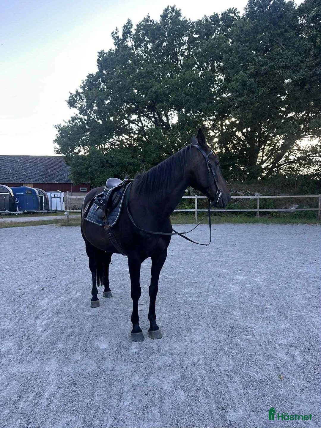 Allround hästar till salu: Mysig varmblodskille med stort hjärta. i Karlshamn - Annons 12