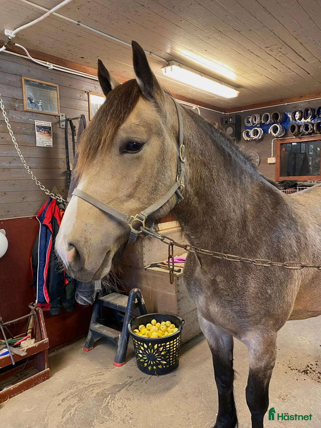 Allround hästar till salu: Charmigt sto för ridning/körning  i Östersund - Annons 8