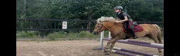  medryttarhäst sökes: Medryttarponny B eller C sökes Vetlanda - Annons 2