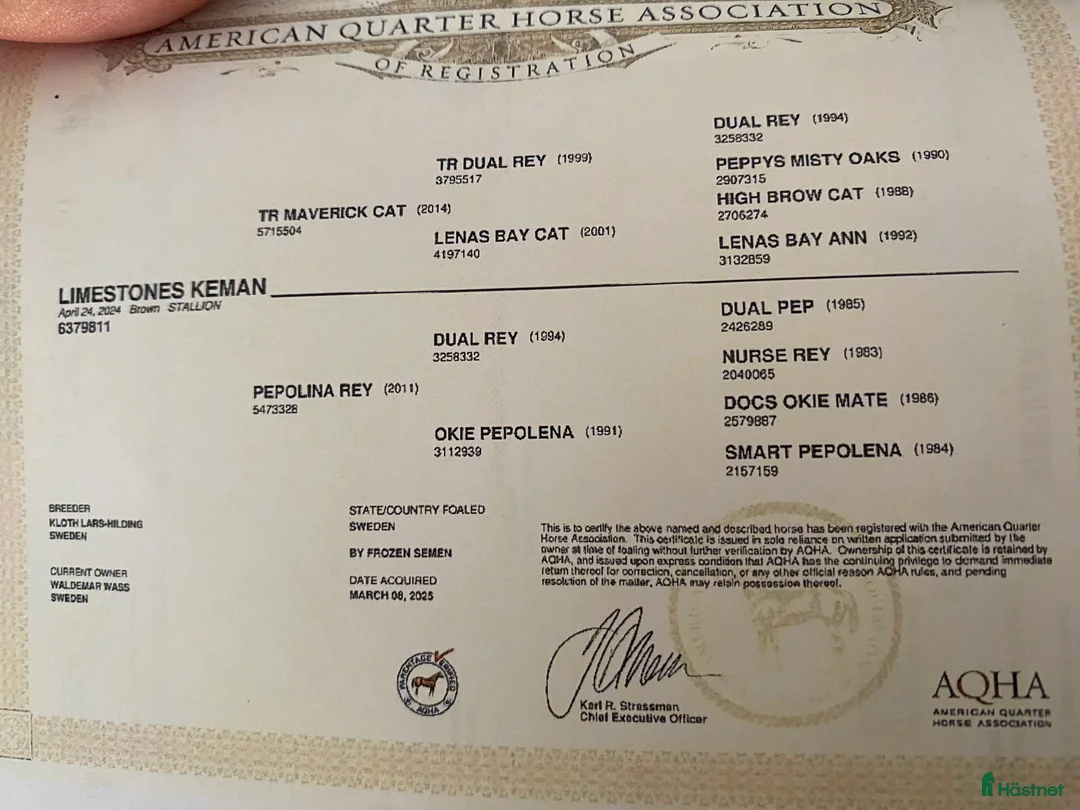 Western hästar till salu: Völstammad Quarter säljes!  - Annons 3