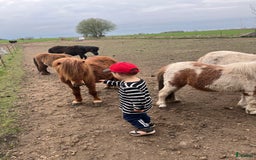 Övrigt hästar till salu: Minishetlandhingst  i Falköping - Annons 13