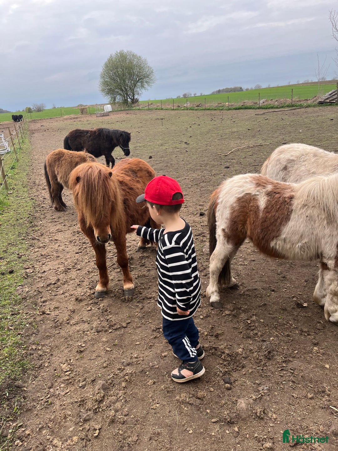 Övrigt hästar till salu: Minishetlandhingst  i Falköping - Annons 13