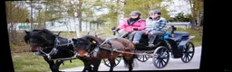 Körning hästar till salu: Trevlig körponny  - Annons 4