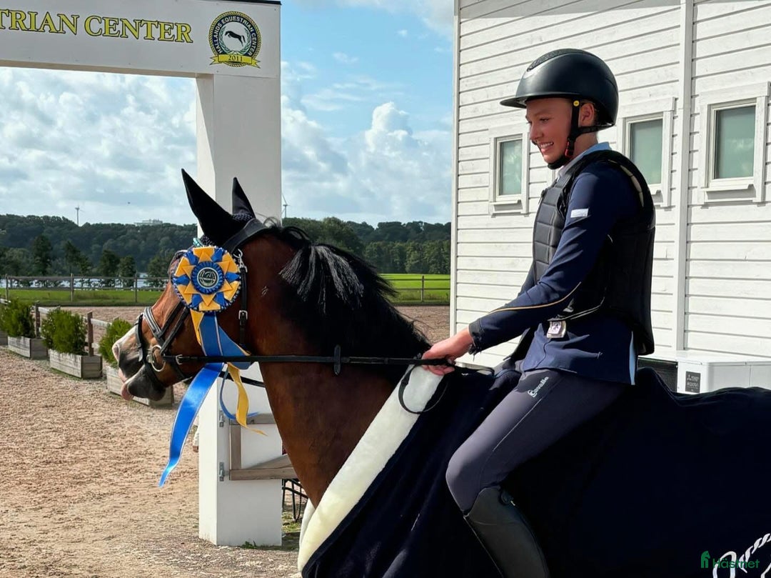 Dressyr hästar till salu: FEI kvalad D-ponny  i Kungsbacka - Bild 7