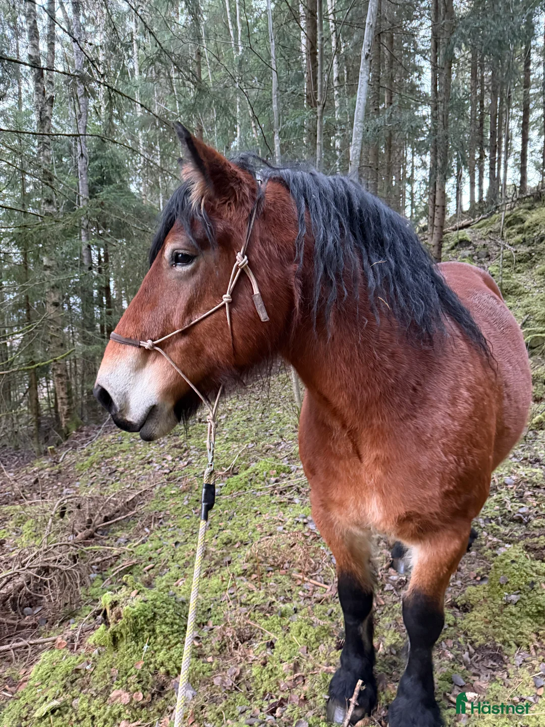 Allround hästar till salu: Stort sto med potential - Annons 3