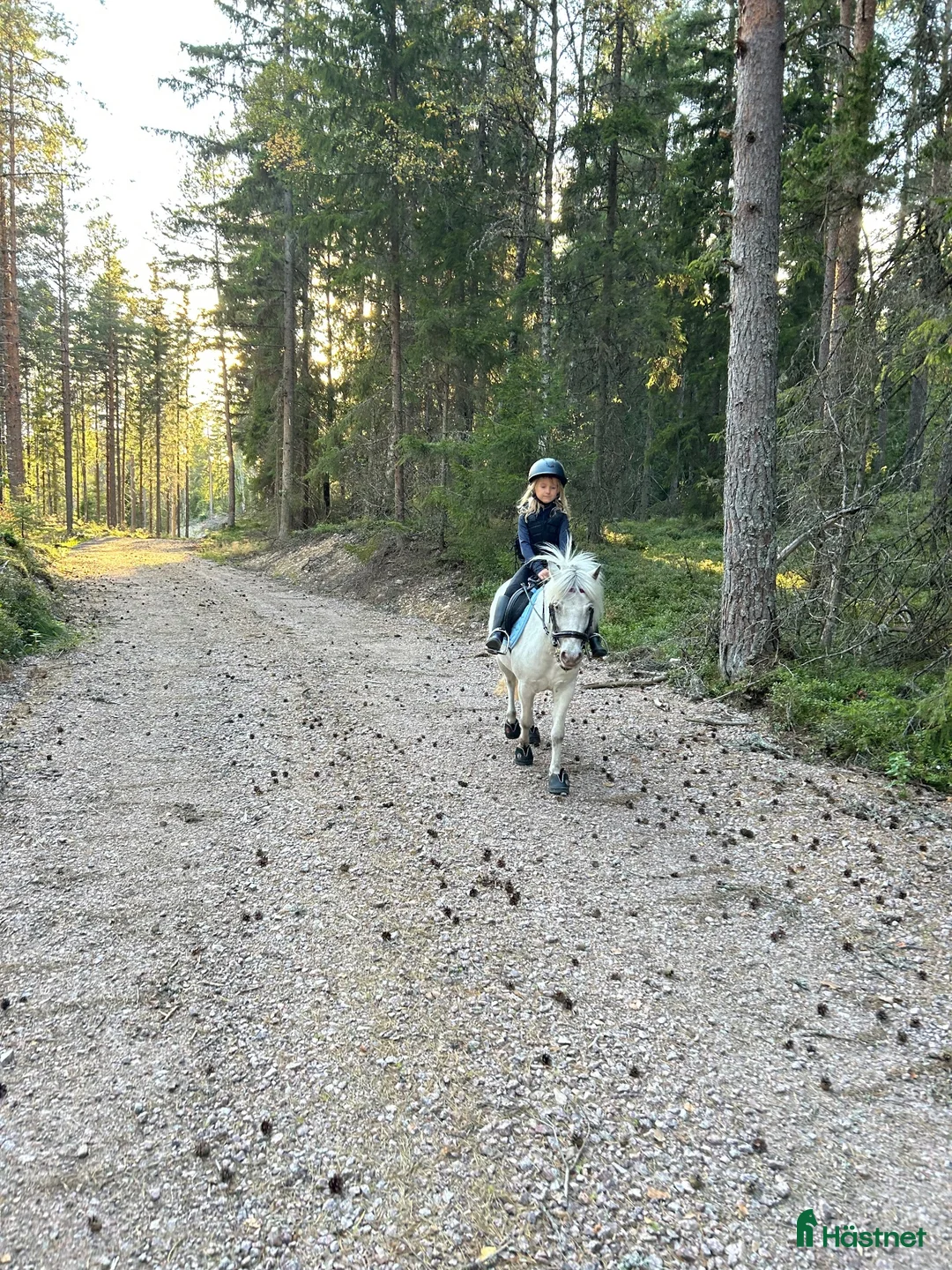 Allround hästar till salu: Finns rätt hem för vår hjärtehäst?  - Annons 2
