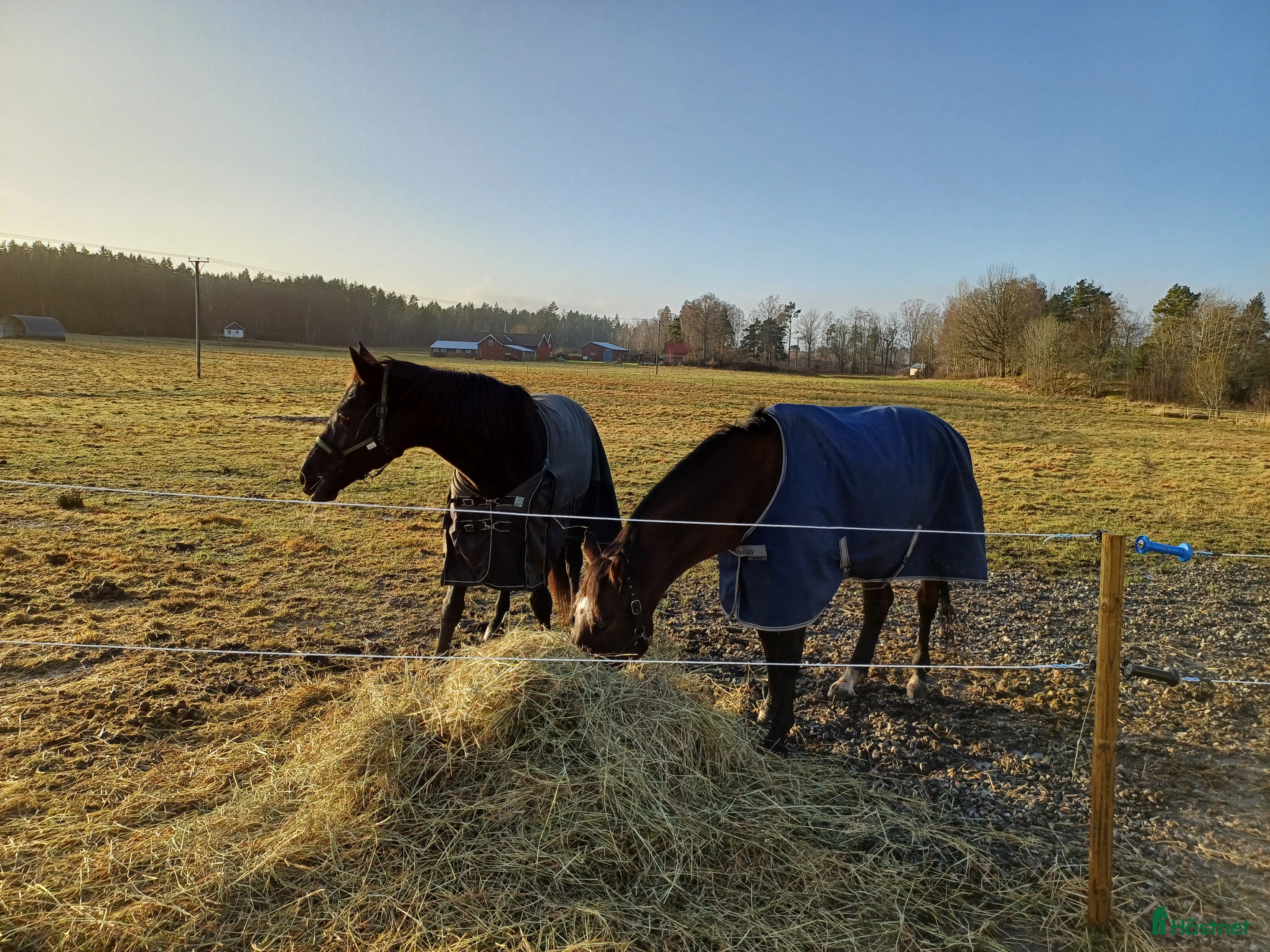  medryttarhäst finnes: Medryttare sökes till SWB i Främmestad i Nossebro - Annons 2