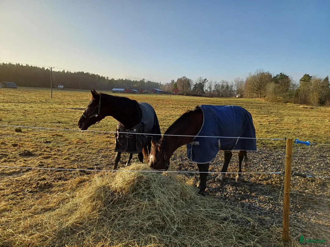  medryttarhäst finnes: Medryttare sökes till SWB i Främmestad i Nossebro - Annons 1